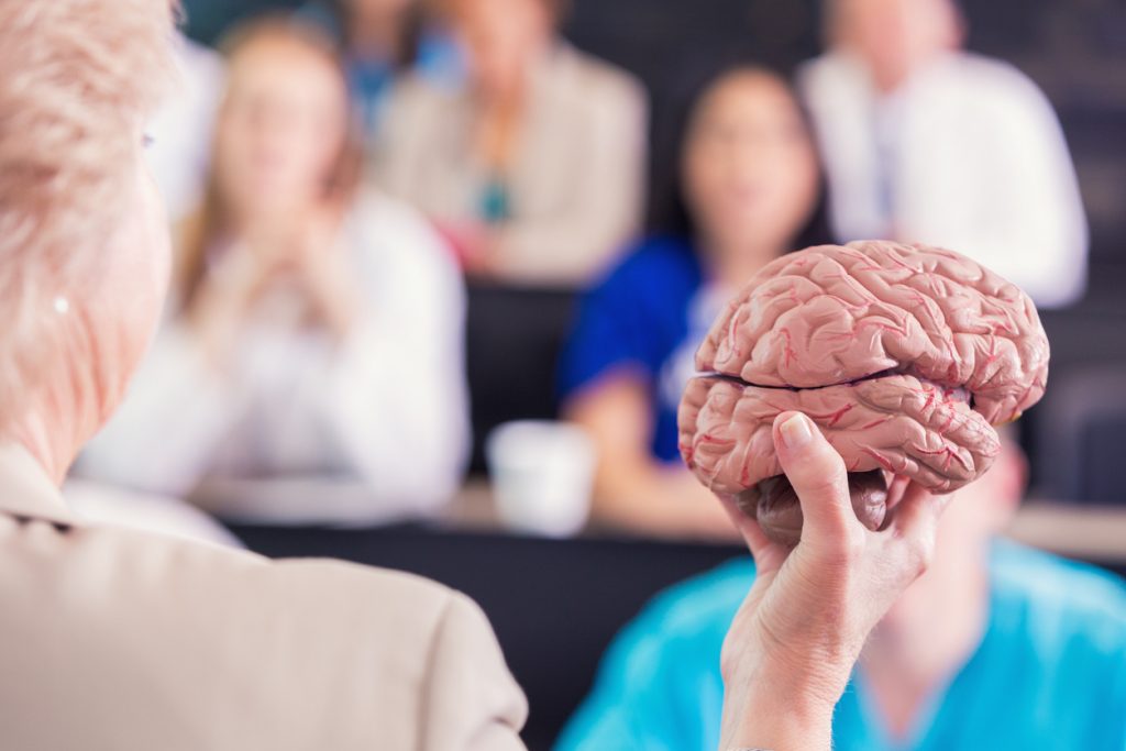 Teacher holding up a model brain at the front of a classroom.